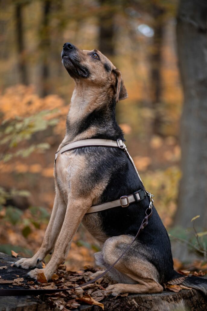 Hund mit maßgeschneidertem Geschirr von MyHundegeschirr im Herbstwald. Eleganz trifft auf Funktionalität.