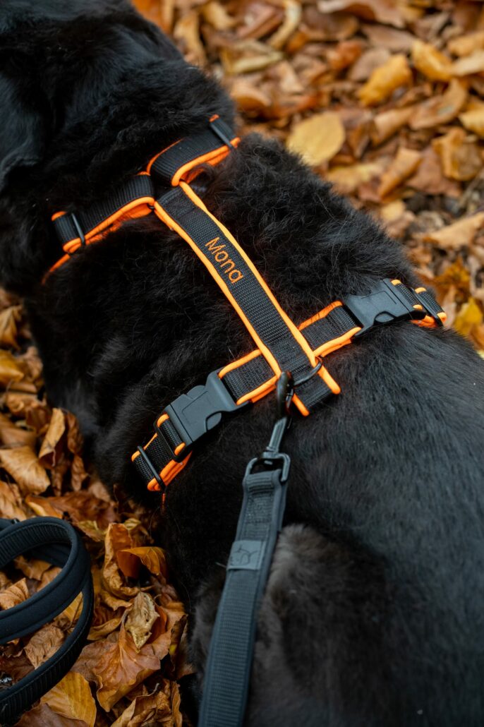 Schwarzer Hund mit maßgeschneidertem, orange-schwarzem Hundegeschirr von MyHundegeschirr im Laub.