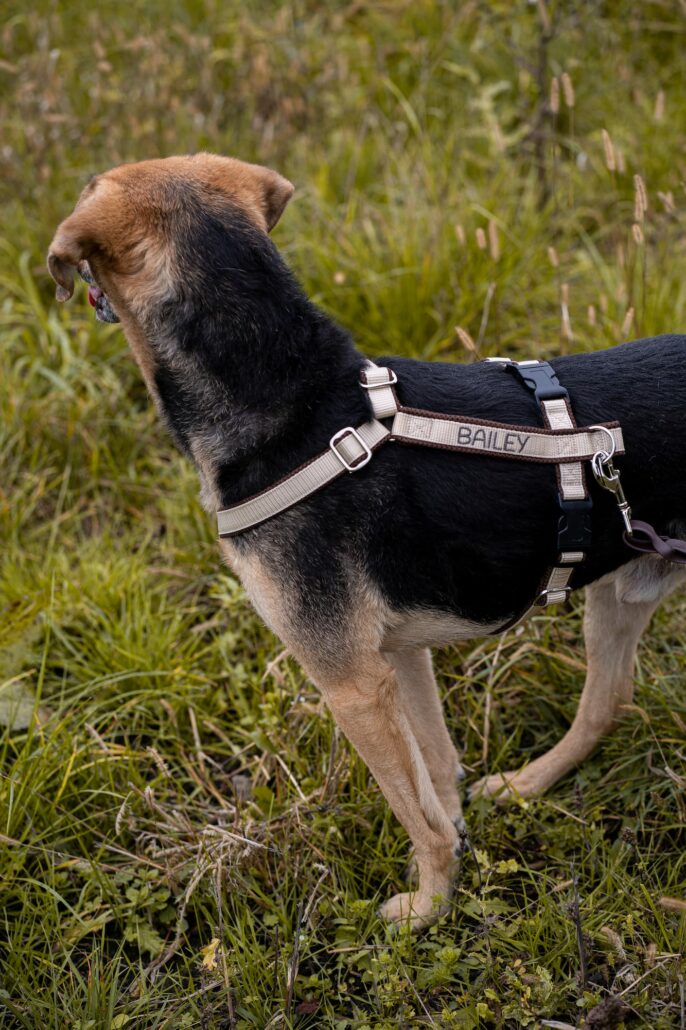 Hund mit maßgeschneidertem Geschirr von MyHundegeschirr im Freien. Perfekte Passform für Komfort und Kontrolle.