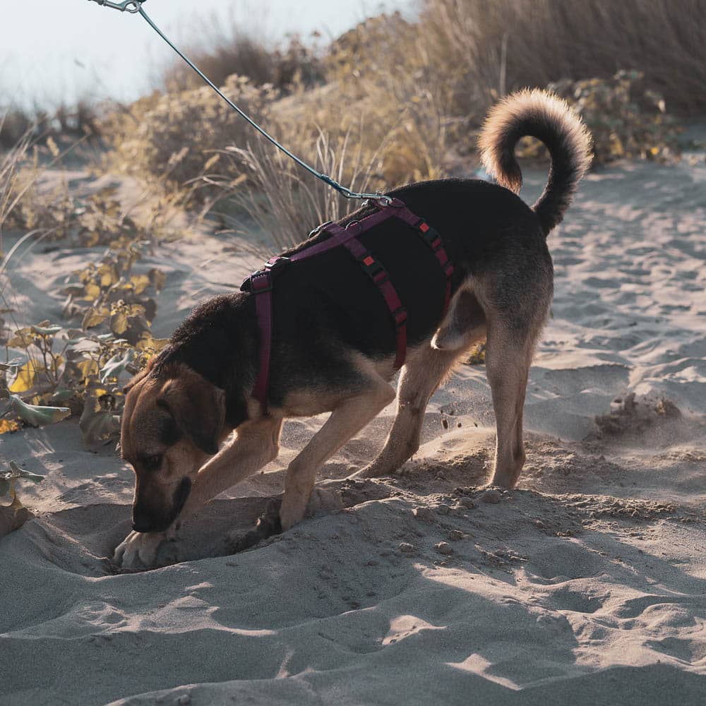 Hund mit maßgeschneidertem Hundegeschirr von MyHundegeschirr am Strand. Ideal für Komfort und Stil.