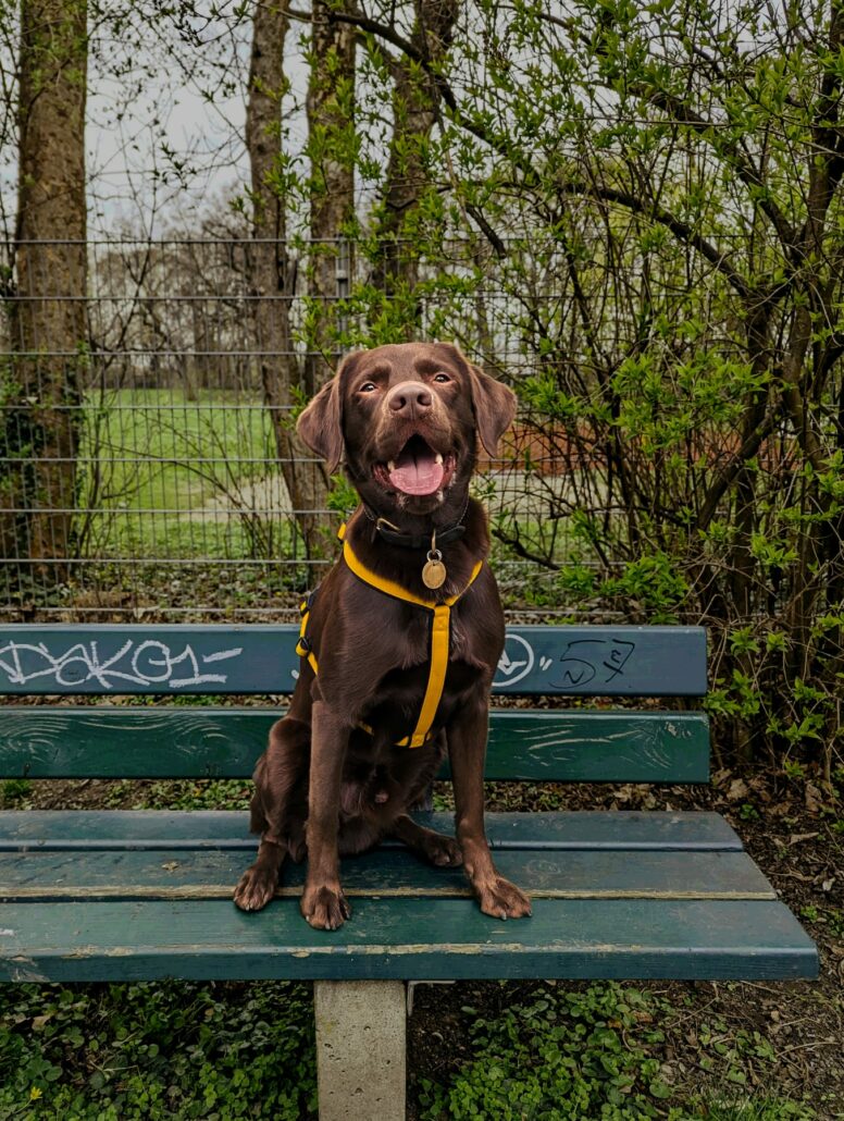 Brauner Hund mit gelbem, maßgeschneidertem Hundegeschirr auf Bank im Park. MyHundegeschirr bietet Qualität und Stil.