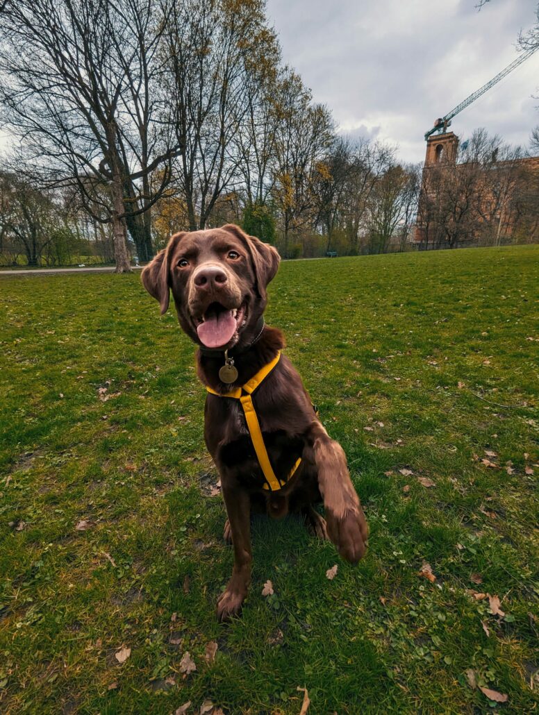 Fröhlicher Labrador trägt ein gelbes, maßgeschneidertes Hundegeschirr von MyHundegeschirr im Park.