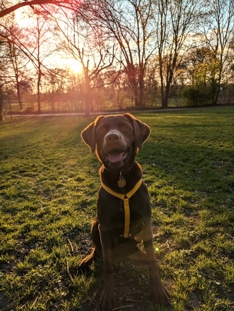 Fröhlicher Hund mit maßgeschneidertem gelbem Geschirr von MyHundegeschirr im Park bei Sonnenuntergang.