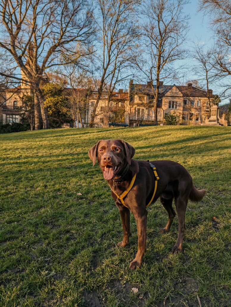 Brauner Hund mit gelbem Geschirr von MyHundegeschirr, steht auf grünem Rasen vor einem Gebäude im Sonnenlicht.