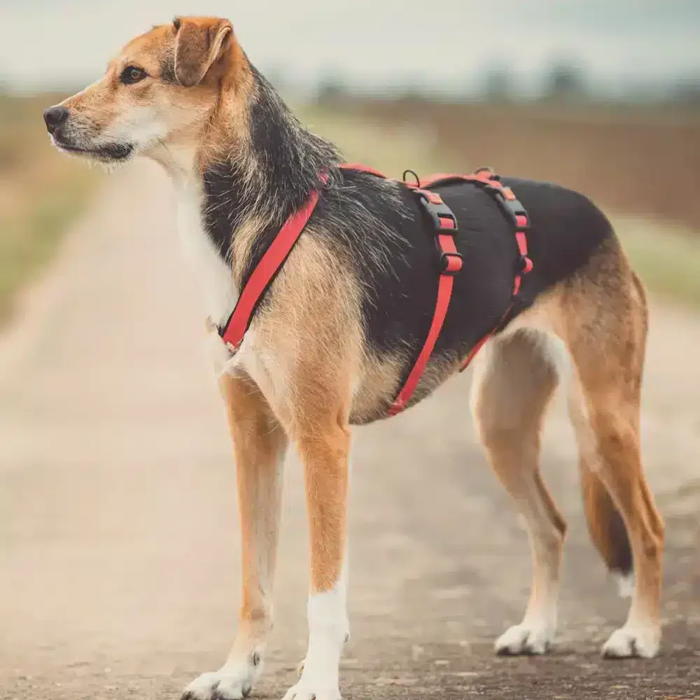 Hund mit maßgeschneidertem Geschirr von MyHundegeschirr – Komfort und Stil für Ihren Vierbeiner.